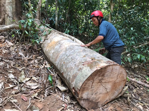 Một cây gỗ lớn trên lâm phần Khu bảo tồn thiên nhiên Nâm Nung bị chặt hạ.