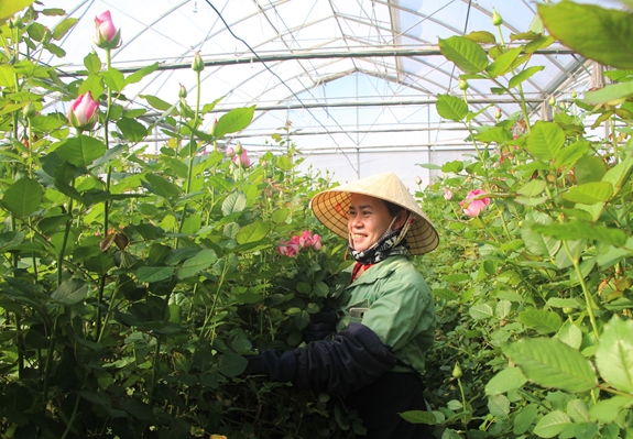 Thu hoạch hoa hồng xuất khẩu tại Công ty TNHH Hasfarm Dalat.