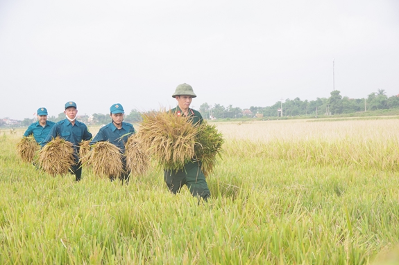 Lực lượng vũ trang huyện Lệ Thủy (Quảng Bình) giúp dân thu hoạch lúa.
