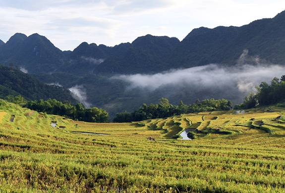 Kho Mường - Mùa lúa chín.