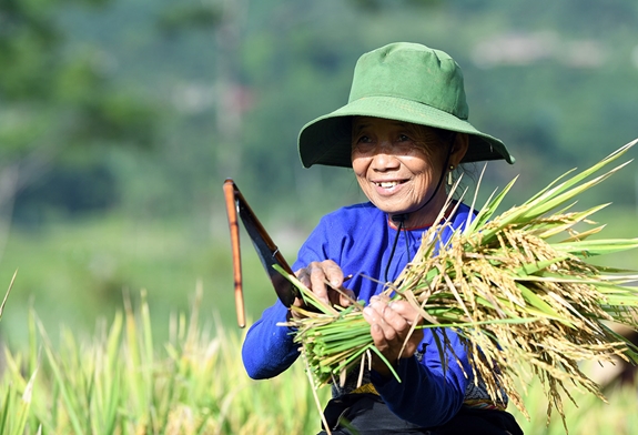 Niềm hạnh phúc của người dân Pù Luông khi vụ mùa bội thu.