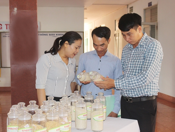 Đại biểu tham quan quầy trưng bày giống lúa của Viện lúa Đồng bằng sông Cửu Long.