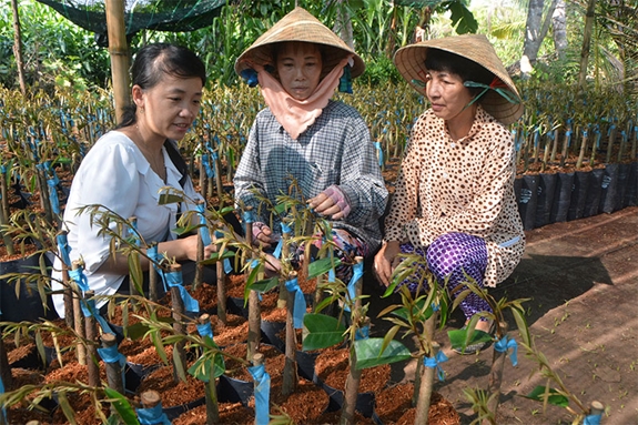 Chủ cơ sở sản xuất, kinh doanh giống cây trồng ở huyện Chợ Lách, tỉnh Bến Tre (giữa) giới thiệu giống sầu riêng tháp cành.