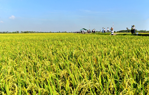 Sản xuất giống lúa mới trên cánh đồng lớn ở huyện Vĩnh Thạnh, TP Cần Thơ.