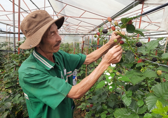 Ông Nguyễn Nam kiểm tra chất lượng phúc bồn tử đen trong vườn.