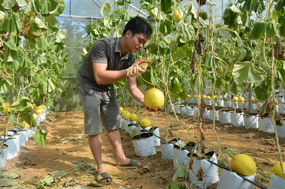 Sản xuất dưa lưới ở xã Ngọc Phụng, huyện Thường Xuân, tỉnh Thanh Hóa. Ảnh: NGUYỄN DIỆP ANH