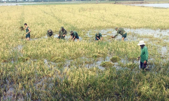 LLVT huyện Mộc Hóa giúp dân thu hoạch lúa.