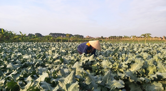 Người dân xã Yên Mỹ, huyện Thanh Trì (Hà Nội) chăm sóc ruộng rau súp lơ cung cấp cho Hợp tác xã An Phát.