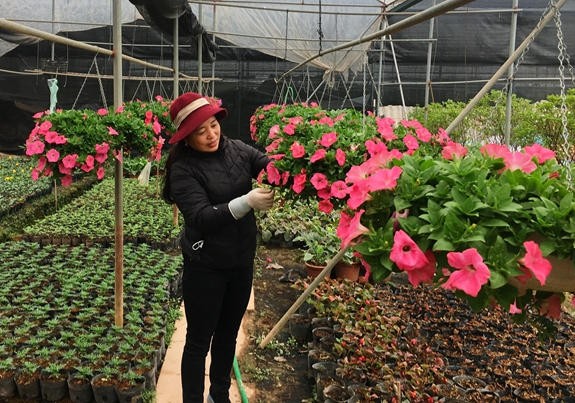 Những chậu hoa được người làm vườn chăm sóc cẩn thận phục vụ dịp Tết Nguyên đán.