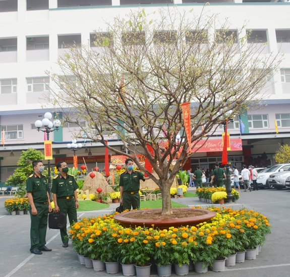 Cây mai vàng, điểm nhấn ở vườn hoa xuân.