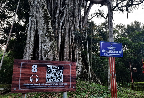 Quét QR Code để tìm thông tin về cây đa di sản trong Khu di tích quốc gia đặc biệt Lam Kinh...