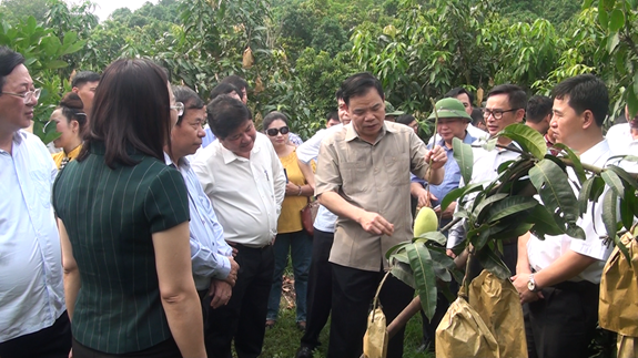 Các đại biểu tham quan vườn xoài của Hợp tác xã Nông nghiệp an toàn Chiềng Hặc (Yên Châu, Sơn La).