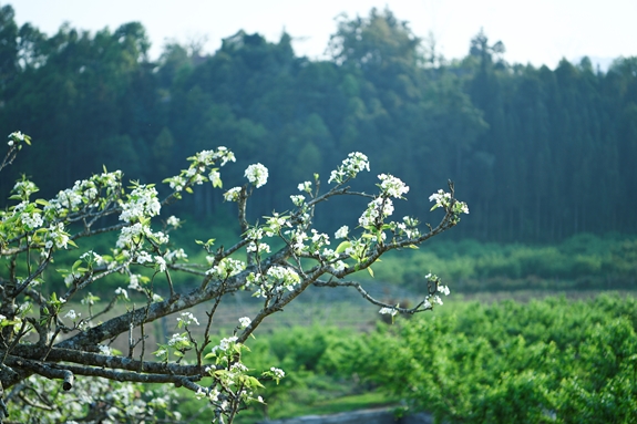 Trắng tinh khôi mùa hoa lê Bắc Hà