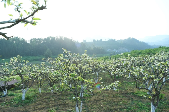 Trắng tinh khôi mùa hoa lê Bắc Hà