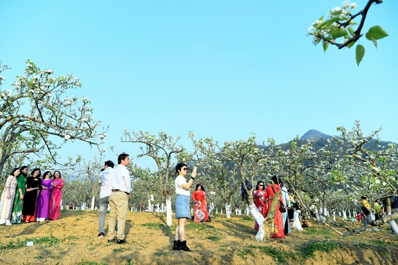 Trắng tinh khôi mùa hoa lê Bắc Hà