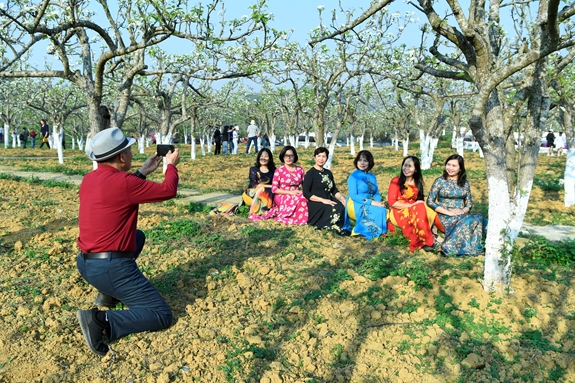 Trắng tinh khôi mùa hoa lê Bắc Hà