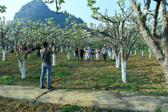 Trắng tinh khôi mùa hoa lê Bắc Hà