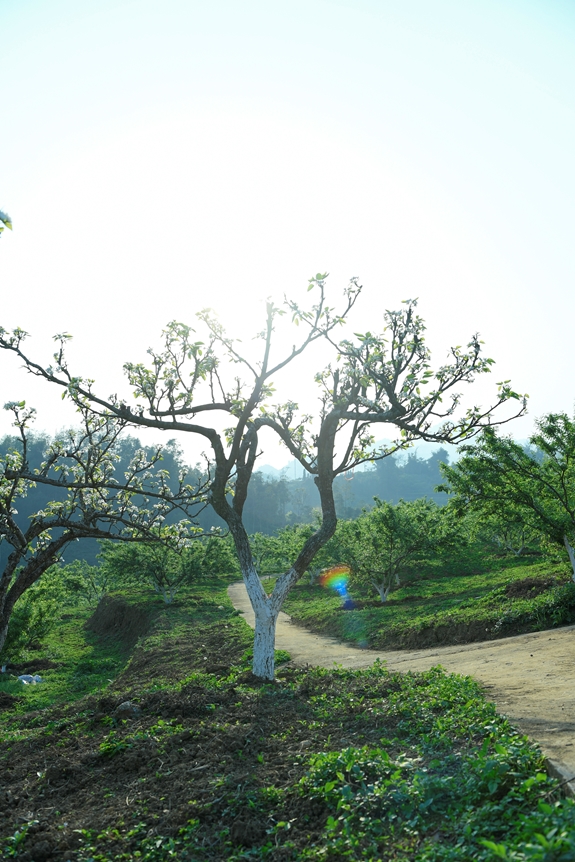 Trắng tinh khôi mùa hoa lê Bắc Hà