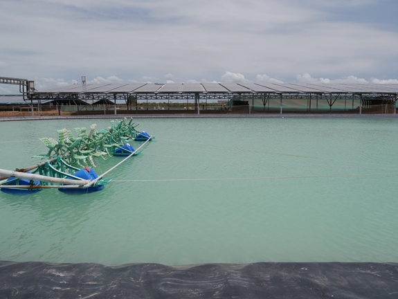 Lợi ích từ việc kết hợp nuôi tôm và sản xuất điện mặt trời