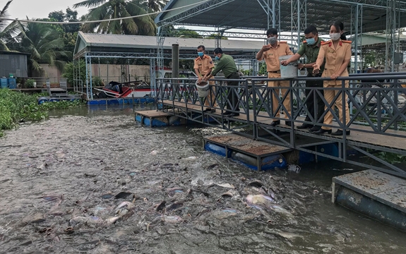 Đàn cá hằng ngày được chăm sóc chu đáo. Để bảo vệ đàn cá, cán bộ, chiến sĩ Phòng Cảnh sát đường thủy Công an TP Cần Thơ thường xuyên vận động người dân không vào khu vực bến thủy nội địa để câu cá, chài lưới…