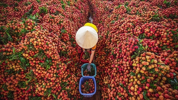Tiêu thụ vải thiều Bắc Giang hay Hải Dương, hỗ trợ bà con nông dân, đã, đang và sẽ luôn luôn là ưu tiên số một của Bộ Công Thương. Ảnh: Báo Bắc Giang