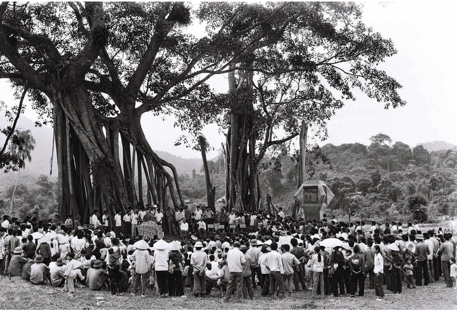 Đại thụ rợp bóng nhân văn

